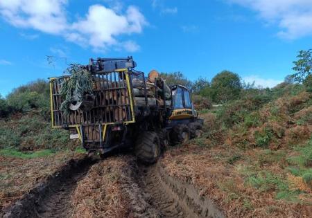 Imaxe O Concello leva á Fiscalía o madeireiro que está a cortar nos montes de...
