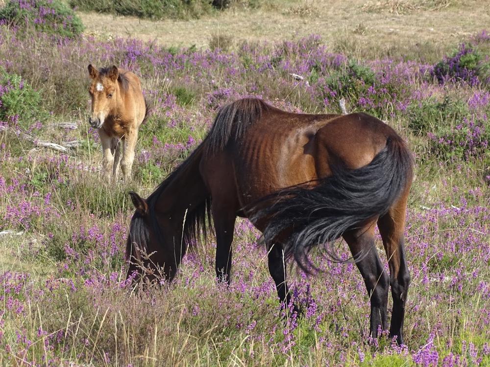 Imagen RUTA POLA SERRA DO FORGOSELO E ALTO DE RACAMONDE