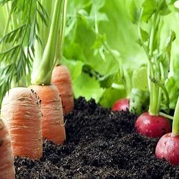 Imagen O Concello crea unha horta comunitaria para a xuventude nas Casas da Mocidade