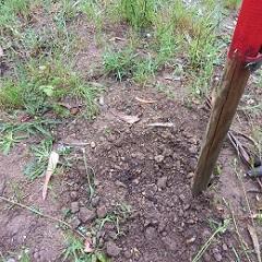 Imagen Rouban 2 árbores do Parque Natural do Bosque de Xaz