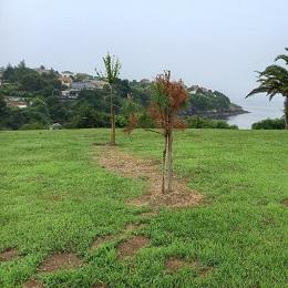 Imagen Volven atacar as árbores da zona verde de Canide