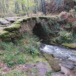 Imagen O martes abre o prazo de inscrición para a ruta de sendeirismo polas Fragas do Eume