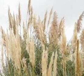 Imagen El Ayuntamiento procederá a la limpieza de 8 parcelas particulares ante el alto riesgo de incendio tras la autorización del juzgado