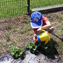 Imagen Chegan as hortas escolares