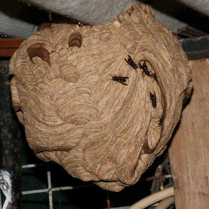 Imagen O Goberno municipal volve alertar sobre os problemas provocados polas especies invasoras