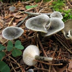 Imagen Abre o prazo de inscrición para o Obradoiro de iniciación á micoloxía