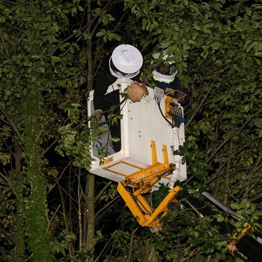 Imagen O Concello de Oleiros mantense firme na retirada de niños de avespa asiática