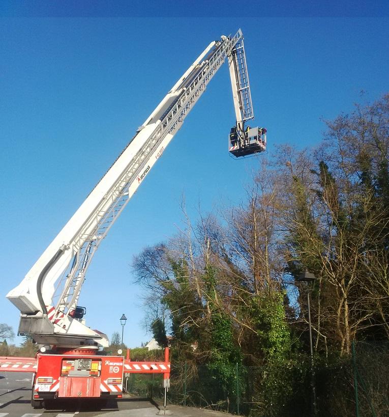Imagen O Concello de Oleiros retira cinco niños de velutinas situados a grande altura