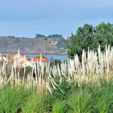 Imagen O Goberno local solicita a colaboración cidadá para eliminar os plumachos