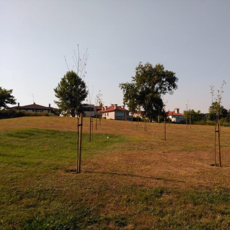 Imagen Un terrorista ecolóxico acaba con 15 castiñeiros no parque das Galeras