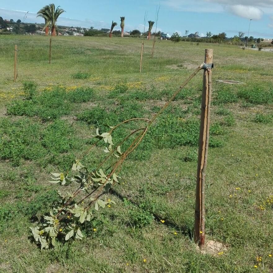 Imagen Un terrorista ecolóxico acaba con outro castiñeiro no parque público de Canide