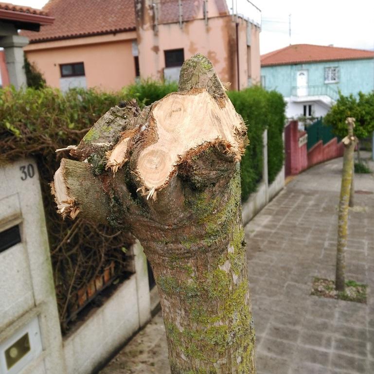 Imagen Un individuo corta tres árbores públicas na rúa da Xustiza