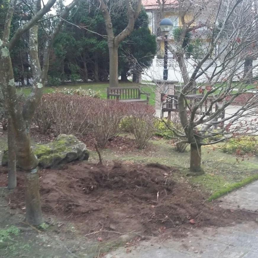 Imagen Rouban unha árbore de máis de 3 metros de altura no Parque José Martí