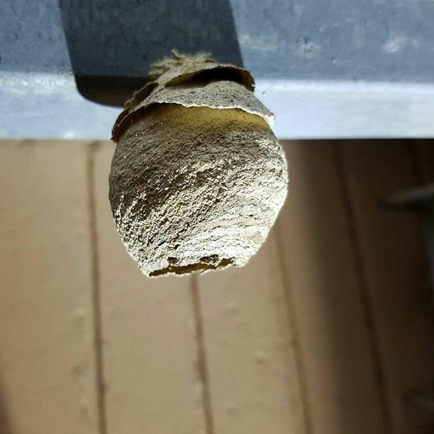 Imagen O Concello leva retirados 61 niños de velutinas neste 2017