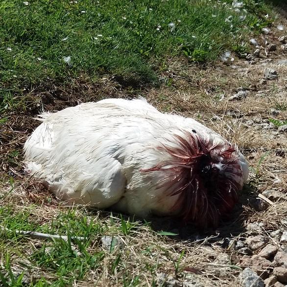 Imagen Un can ataca brutalmente a un pato da Lagoa de Mera