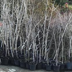 Imagen O alumnado do Juana de Vega e das Galeras plantará cen árbores