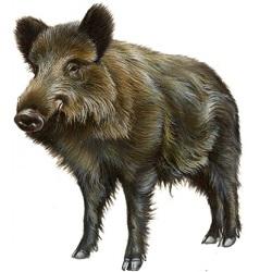 Imagen Os xabarís arrasan as zonas verdes ante a pasividade da Xunta de Galicia