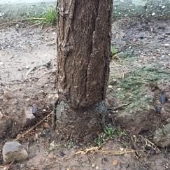 Imagen As árbores da praza afundida de Santa Cristina volven ser atacadas por un veciño