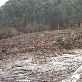 Imagen Madeireiros, sen licenza municipal, arrasan o Monumento Natural da Costa de Dexo e destrozan os camiños público