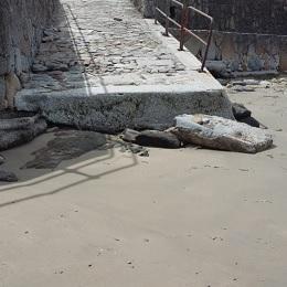 Imagen O Concello reitera a Costas que realice as reparacións da súa competencia nas praias de Oleiros