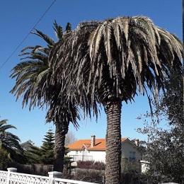 Imagen Os propietarios de palmeiras infectadas con picudo están obrigados á súa eliminación