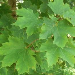 Imagen O Concello require a poda dos plátanos que invaden as vivendas en Mesón da Auga