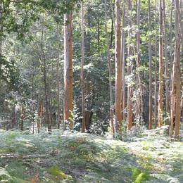 Imagen O Concello saca a concurso a tala de eucaliptos para repoboar os bosques municipais con especies autóctonas