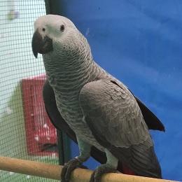 Imagen O Concello sacará a poxa pública un loro abandonado