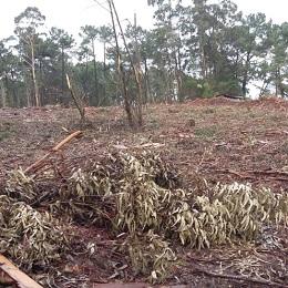 Imagen O Concello sinalizará os espazos forestais protexidos