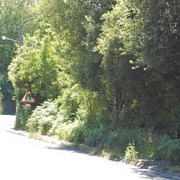 Imagen O alcalde demanda á Deputación a limpeza das beirarrúas da avenida Emilia Pardo Bazán