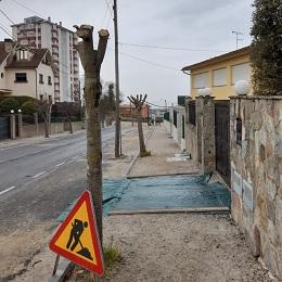 Imagen O Concello sancionará á persoa responsable de podar salvaxemente dúas árbores na rúa do Souto