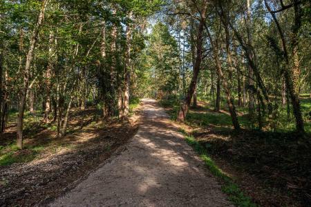 Imagen Bosque de Xaz