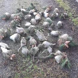 Imagen O Concello continúa a eliminar procesionaria das árbores de propiedade municipal